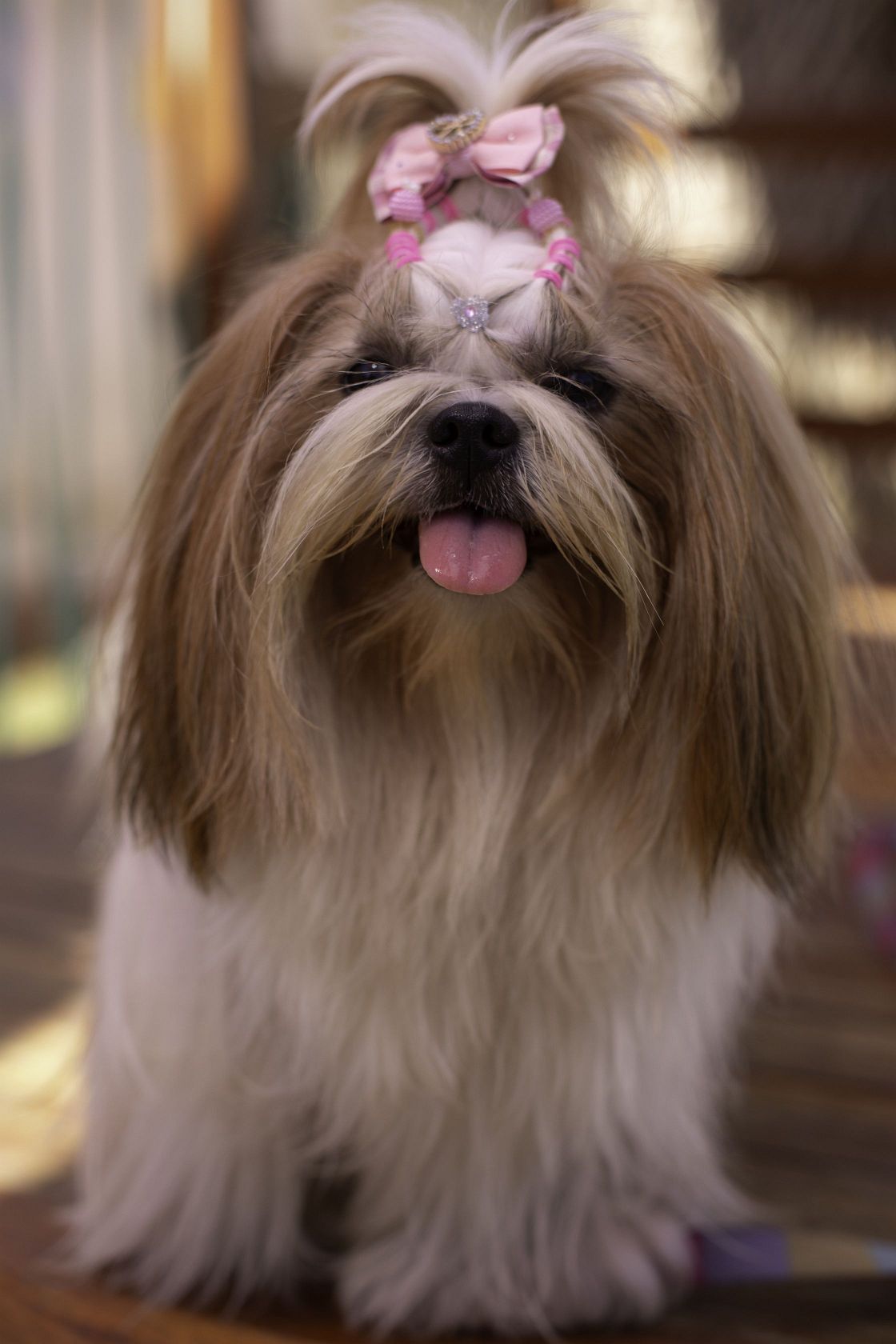 Foto Pet Lovers #104