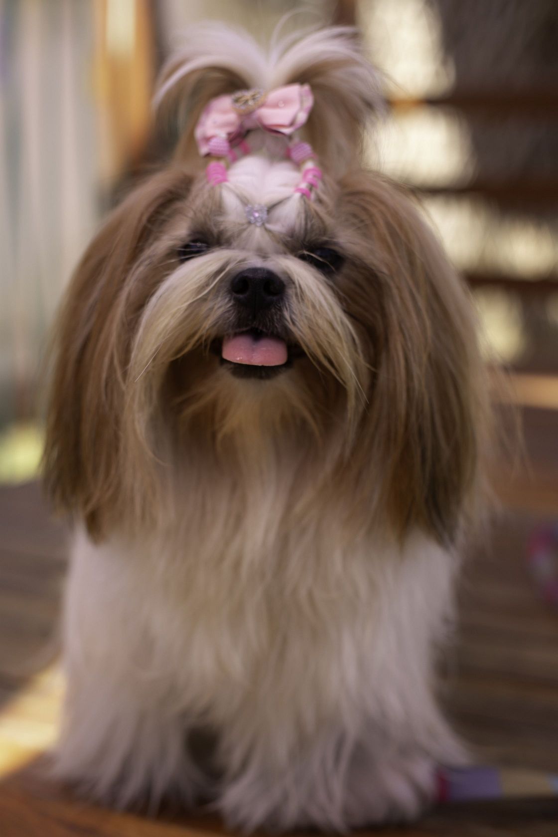 Foto Pet Lovers #105