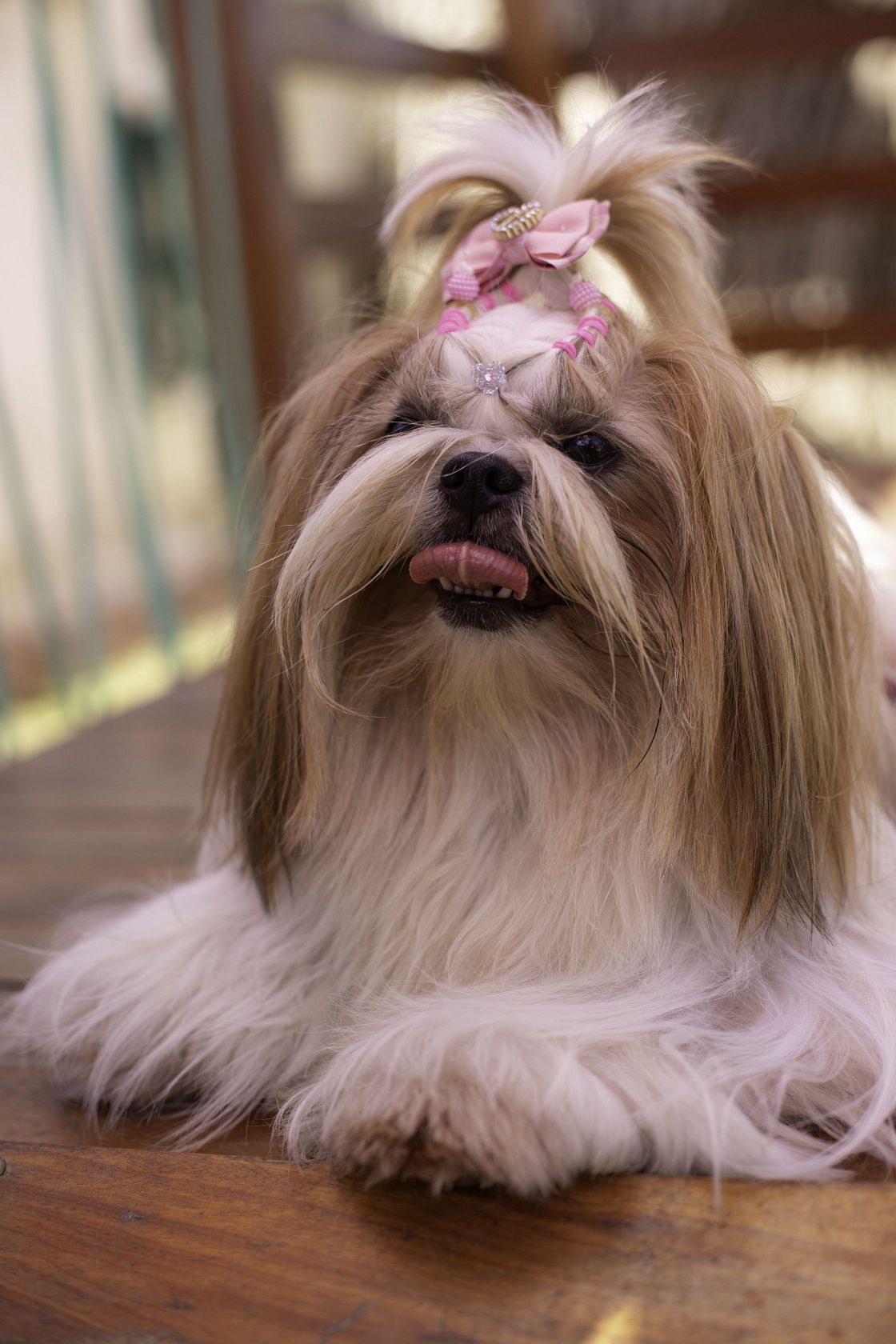 Foto Pet Lovers #110