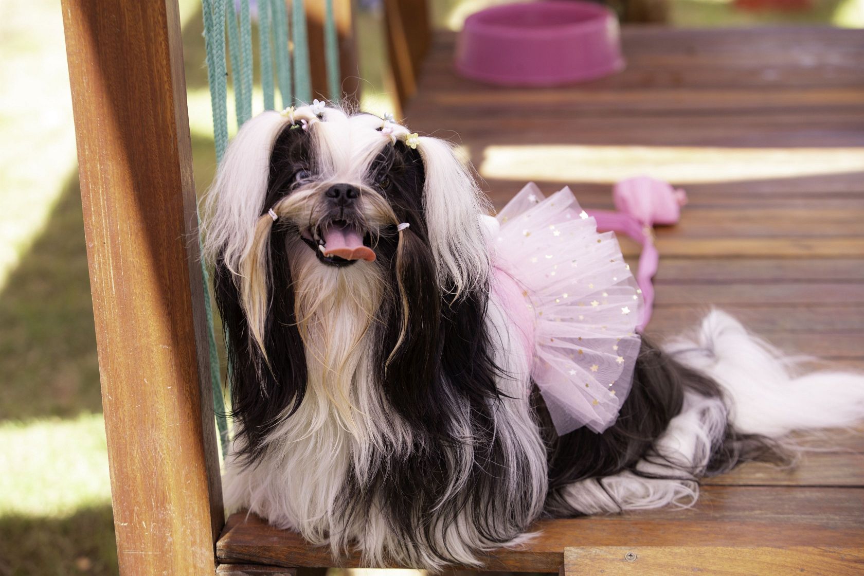 Foto Pet Lovers #130