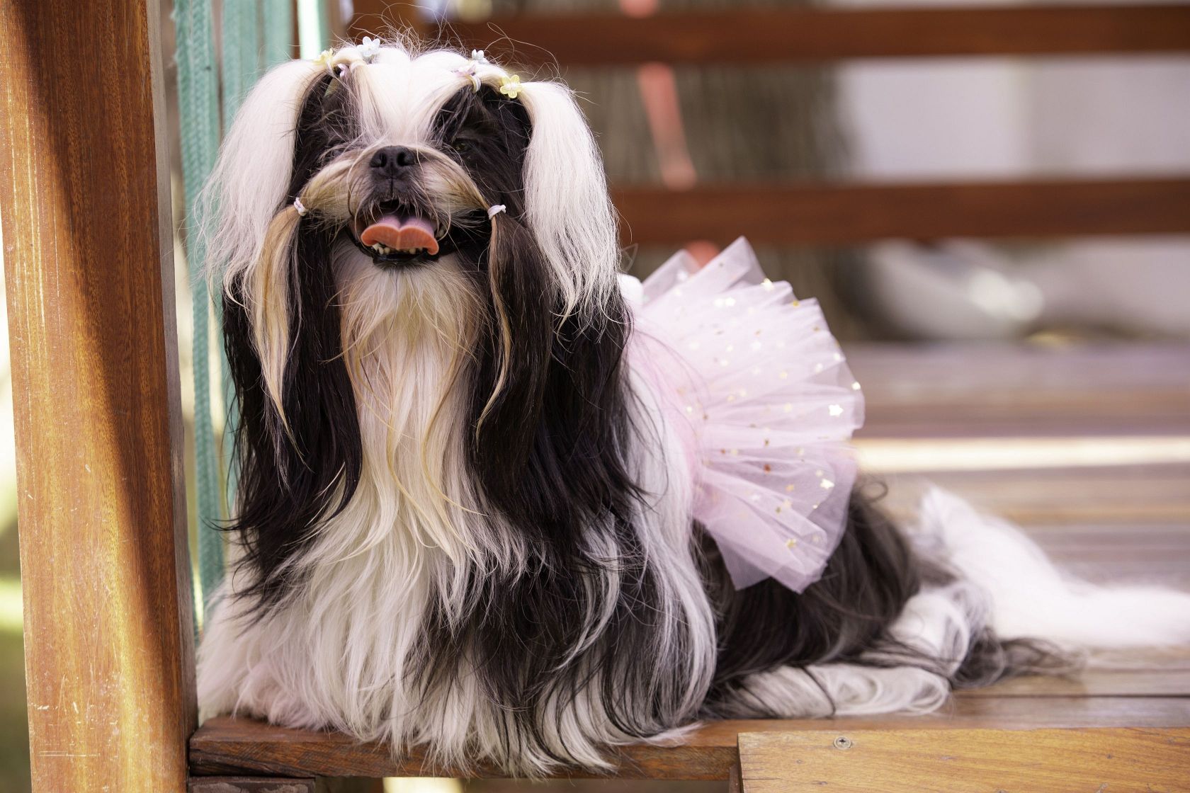 Foto Pet Lovers #134