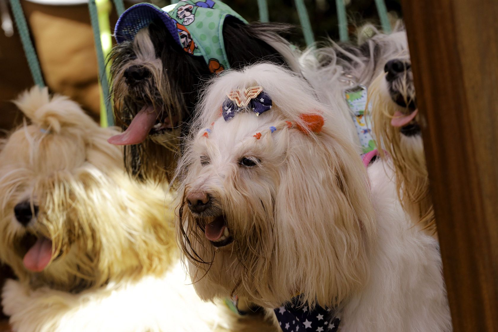 Foto Pet Lovers #31