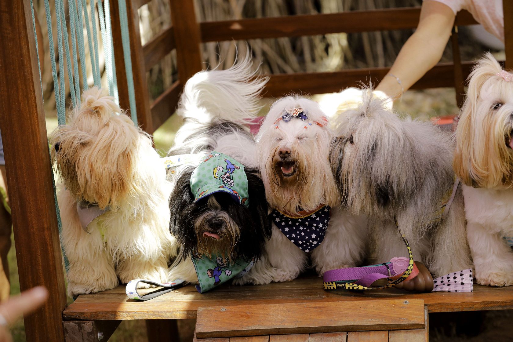 Foto Pet Lovers #32