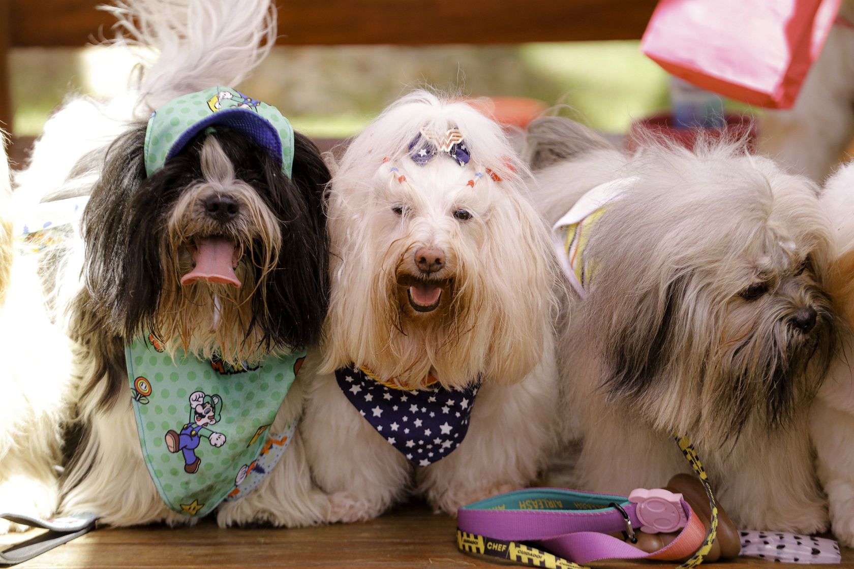 Foto Pet Lovers #33