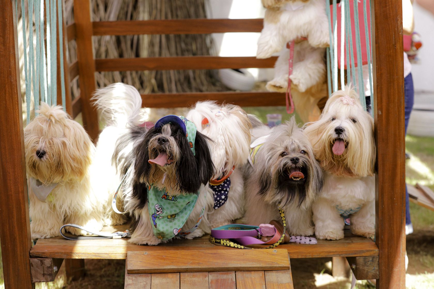 Foto Pet Lovers #34