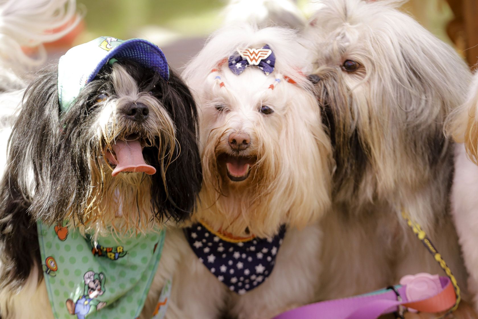 Foto Pet Lovers #36