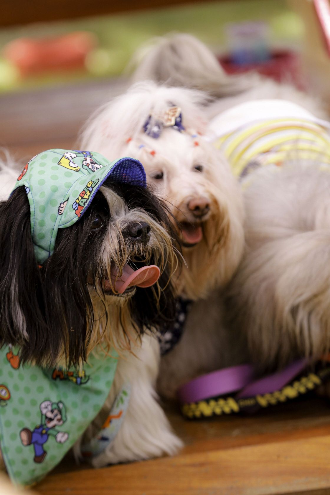 Foto Pet Lovers #37