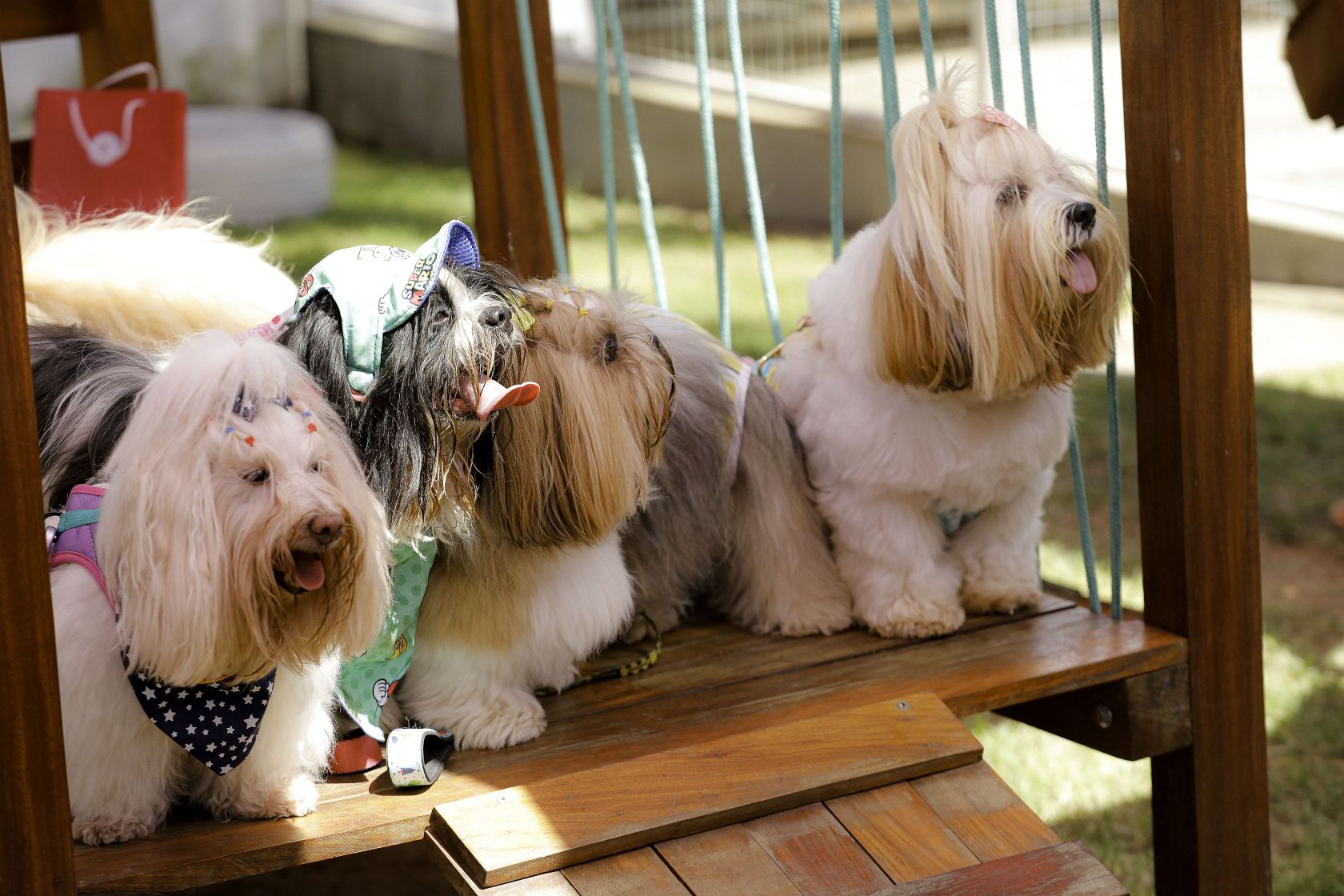 Foto Pet Lovers #38