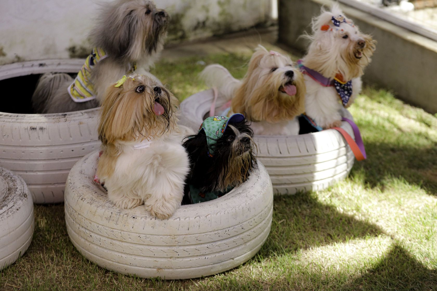 Foto Pet Lovers #41
