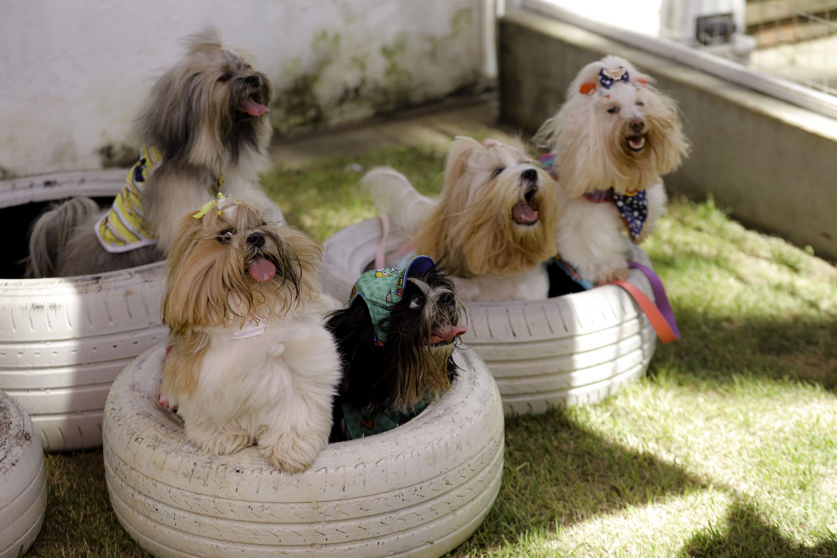 Foto Pet Lovers #42