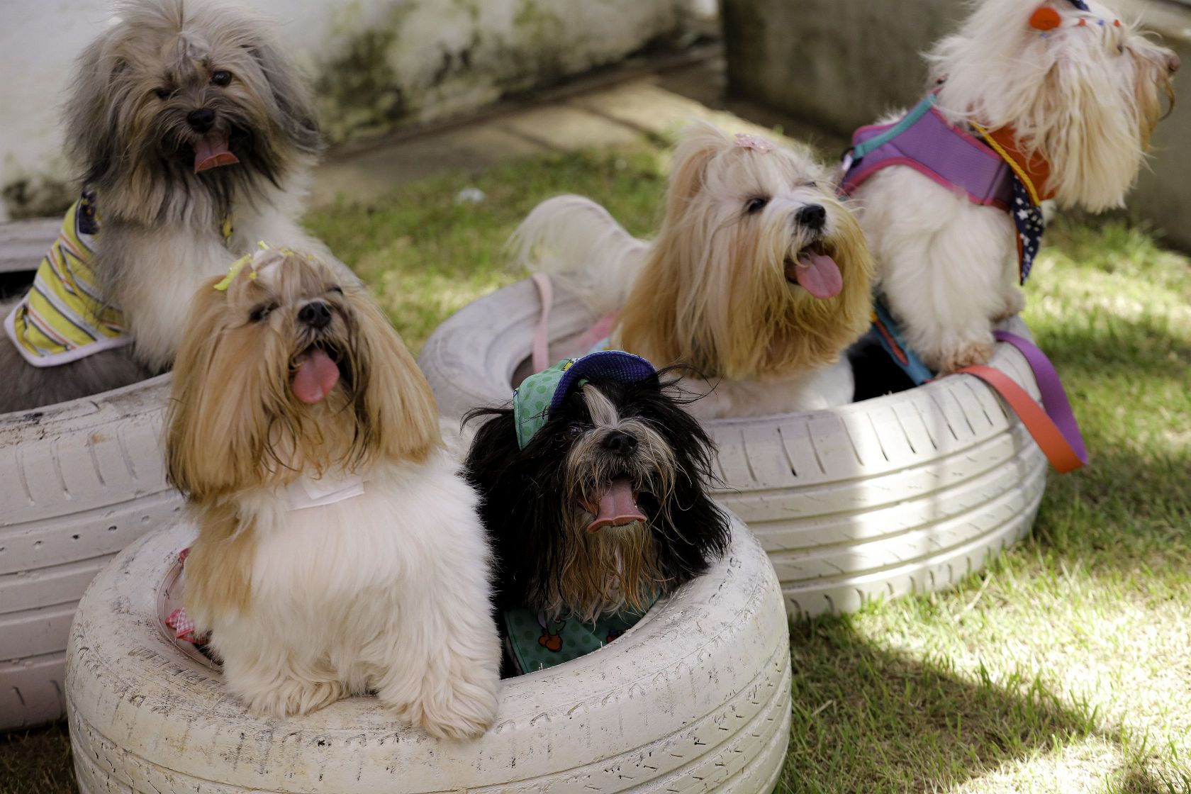 Foto Pet Lovers #43