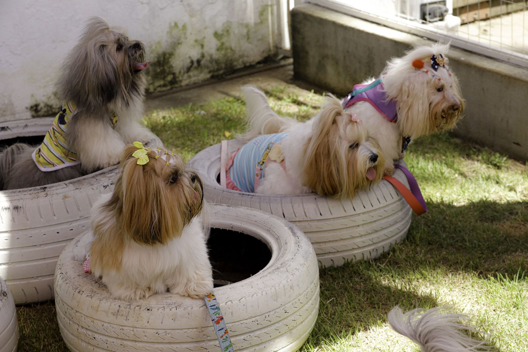 Foto Pet Lovers #44