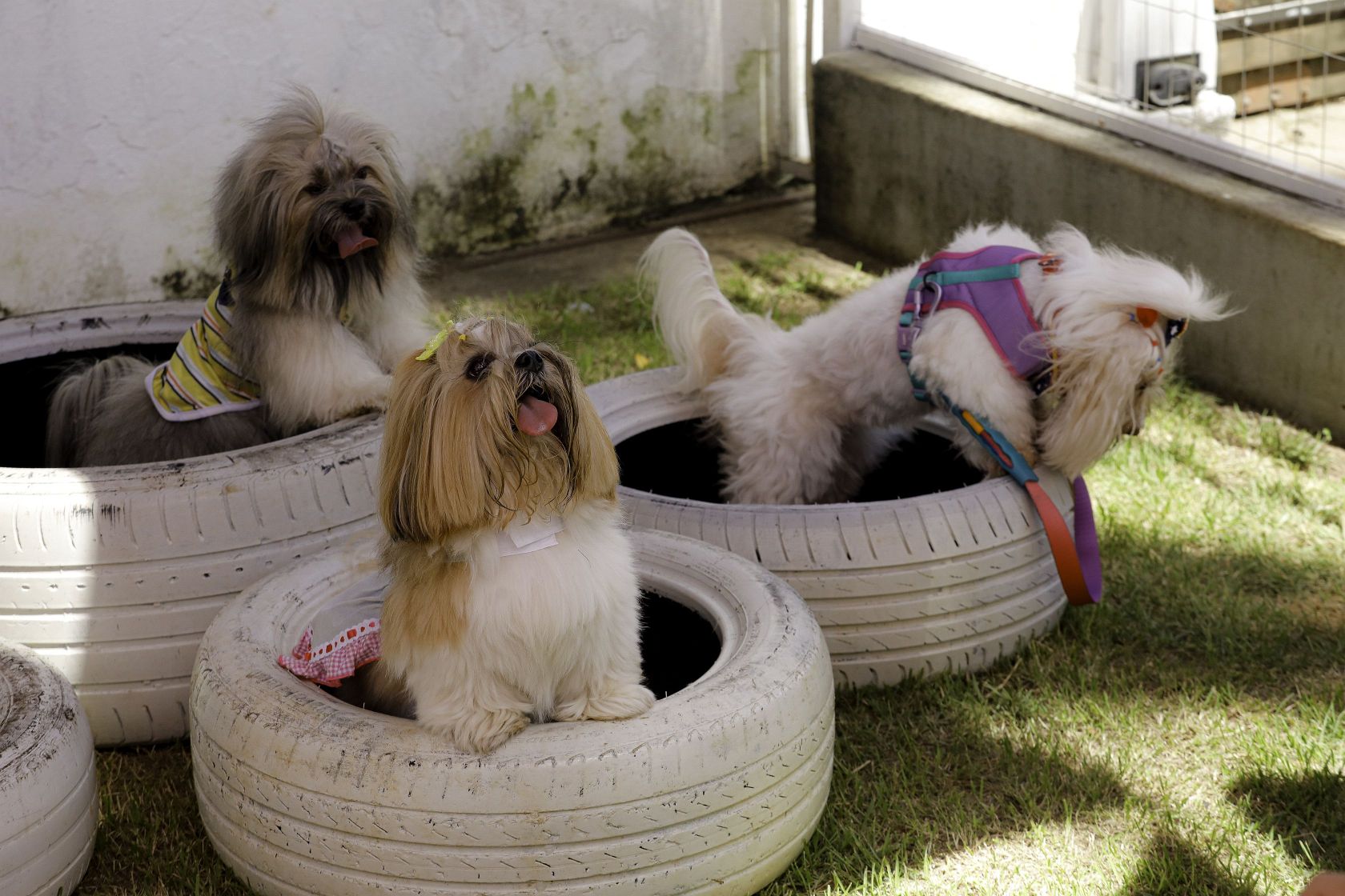 Foto Pet Lovers #45