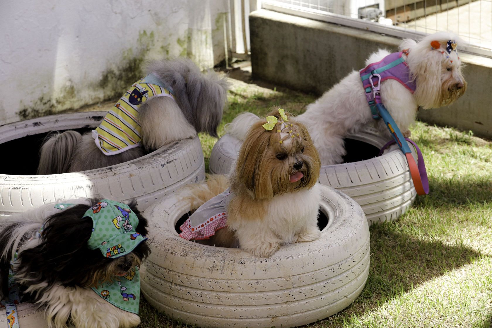 Foto Pet Lovers #47