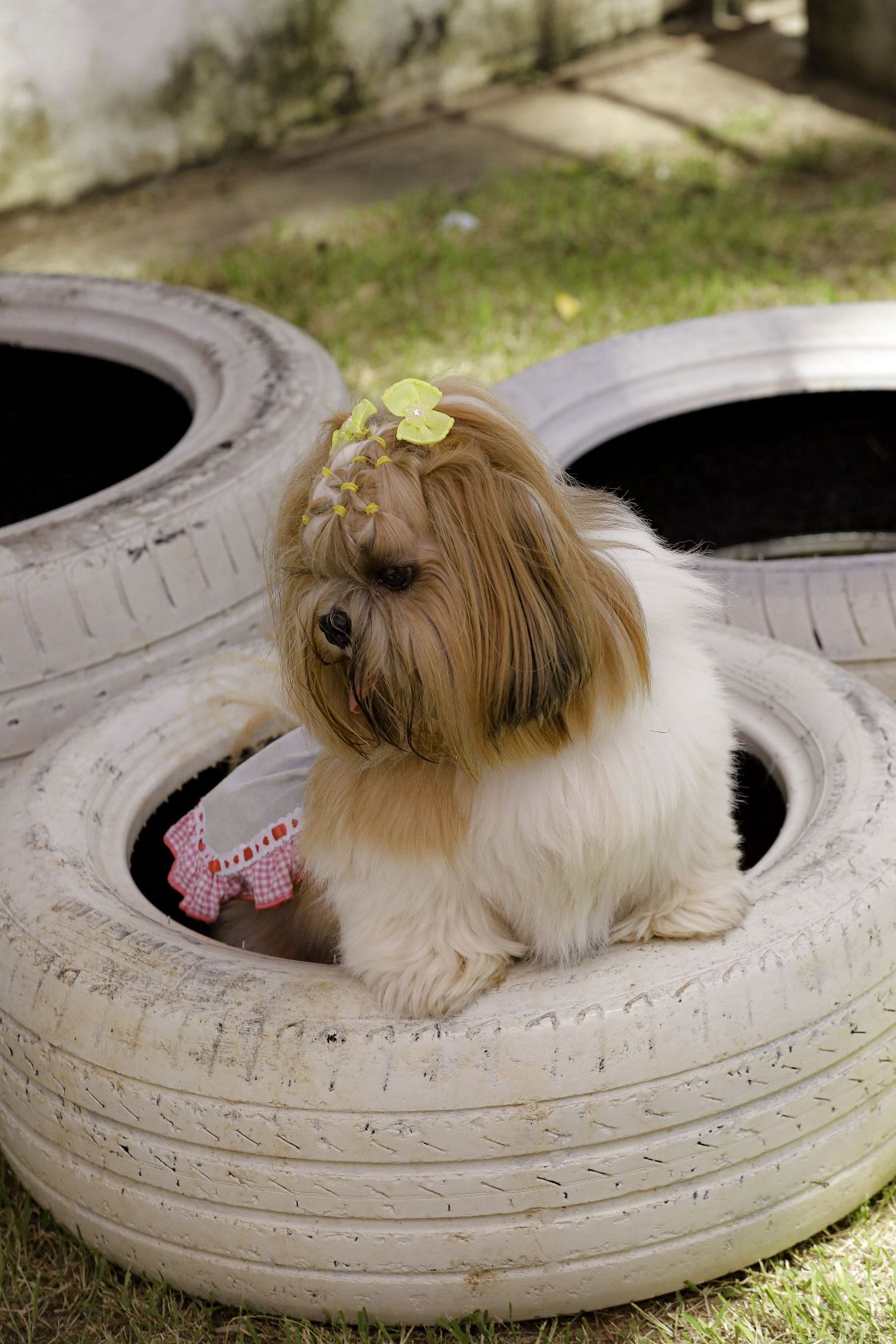 Foto Pet Lovers #48