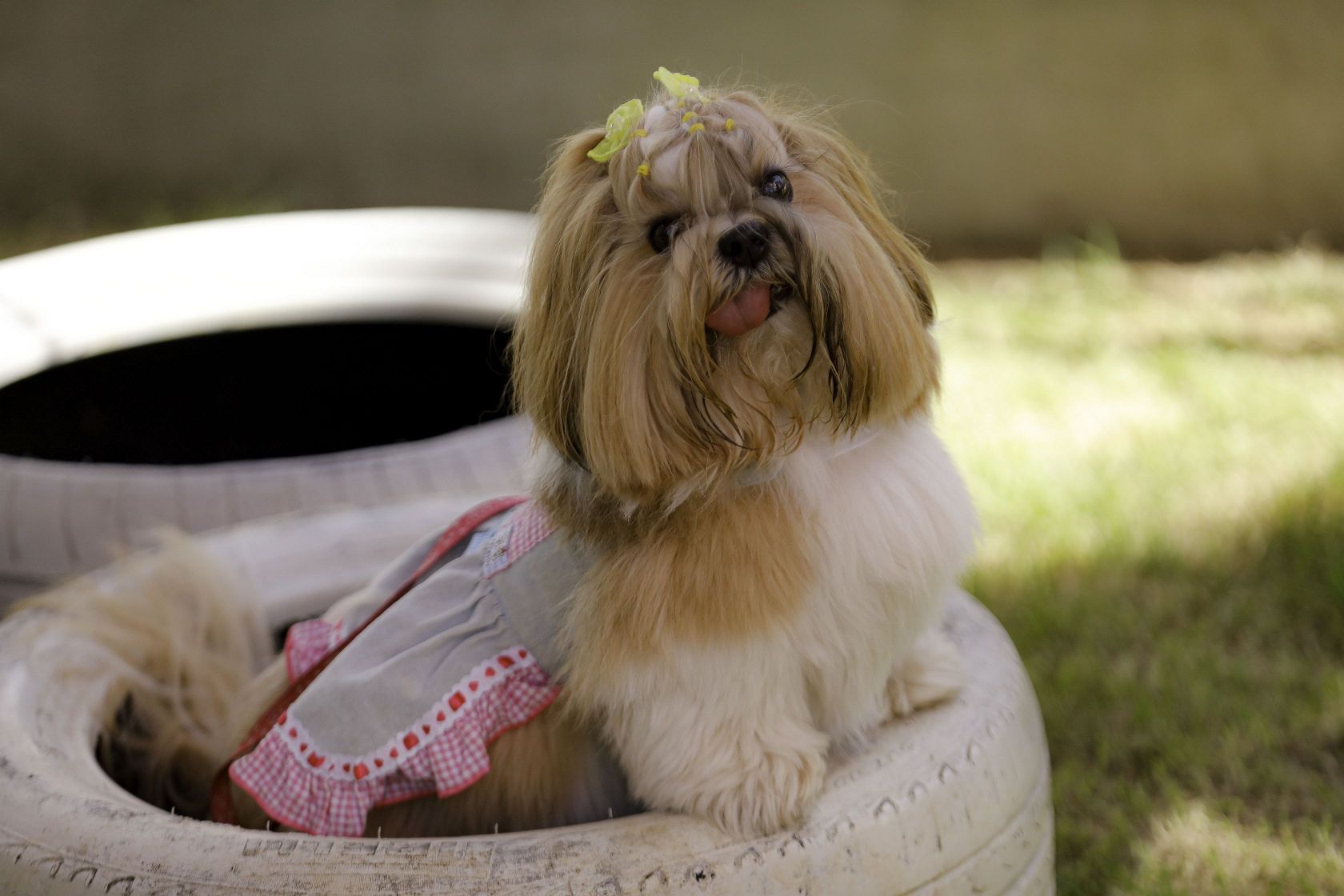 Foto Pet Lovers #49