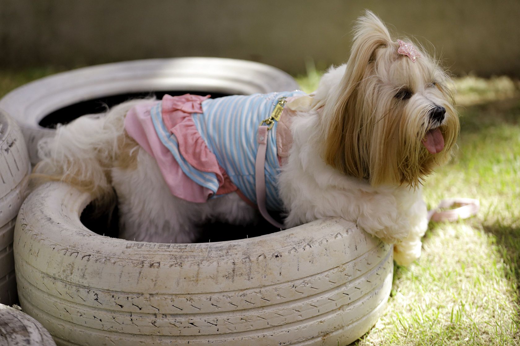 Foto Pet Lovers #50