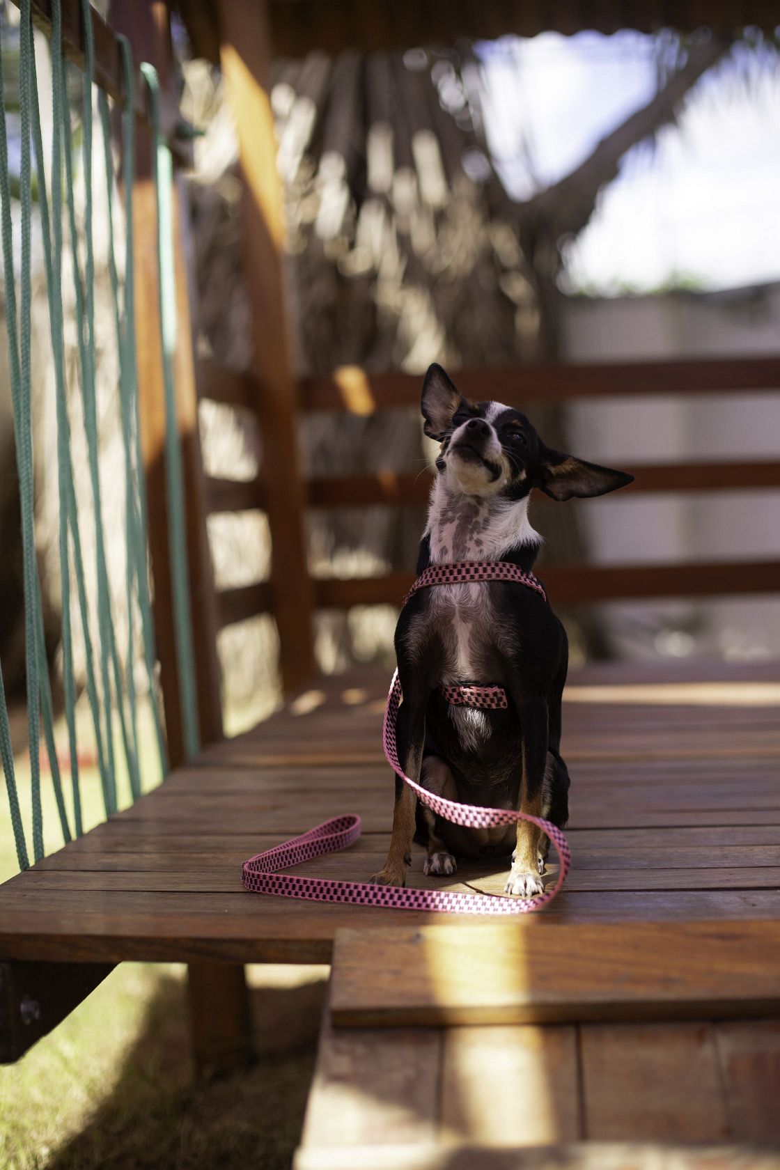 Foto Pet Lovers #86