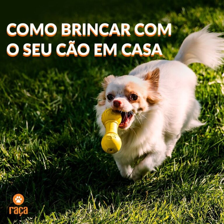 Como brincar com o seu cão em casa?