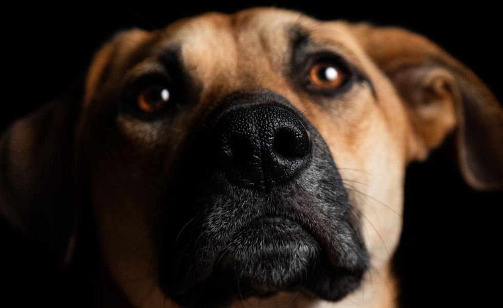 Evento Labyes – 19/08 – Úlceras de Córnea e Ceratoconjuntivite Seca em Cães